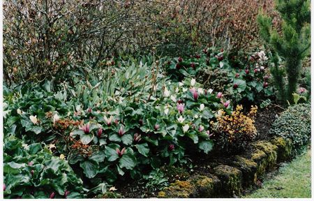 Trillium chloropetalum